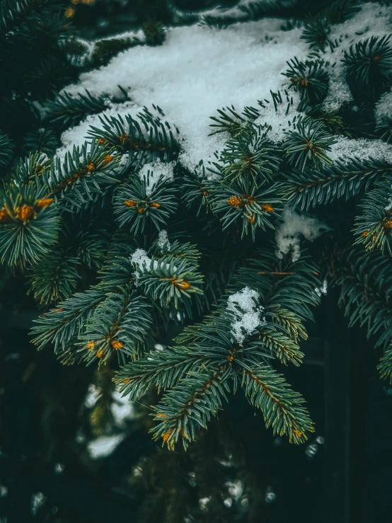 snow and pine nches during winter covered in snow