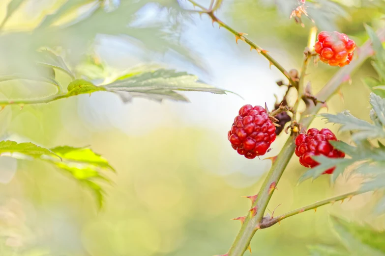 the red berries are still on the tree