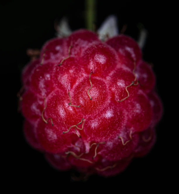 the top view of a rose budling flower