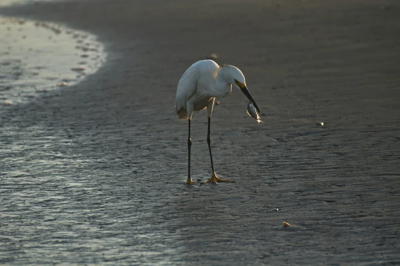 a bird eating a piece of food on the beach