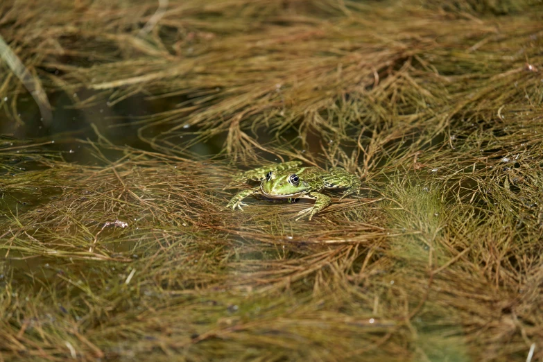 a little frog on the ground among weeds