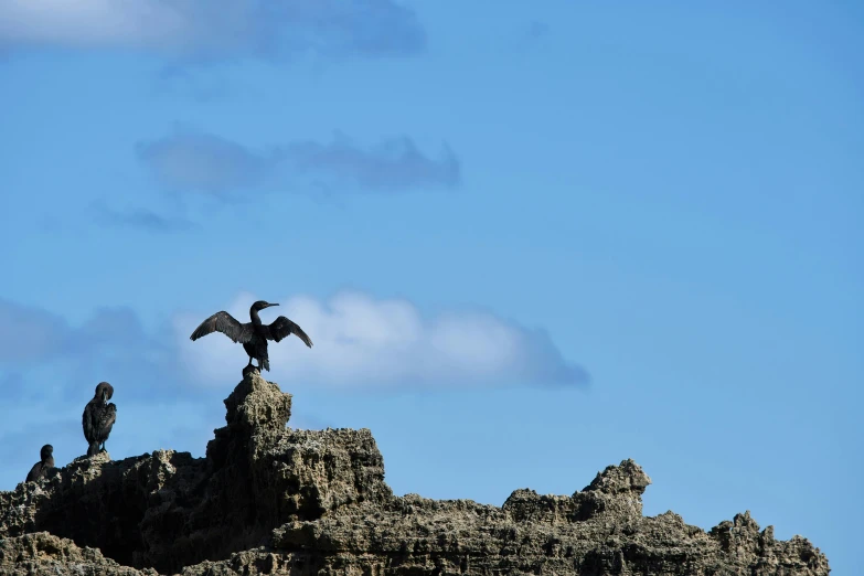 a hawk on top of a mountain with three other birds