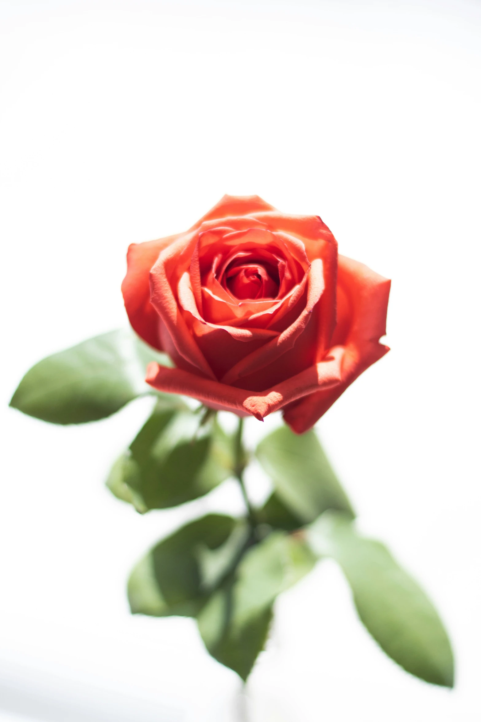a single red rose with leaves is viewed from below