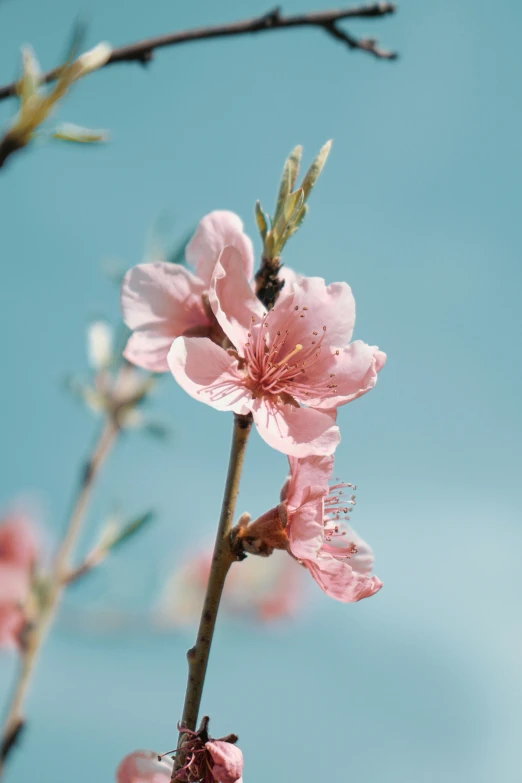 pink flowers on tree nch in front of blue sky