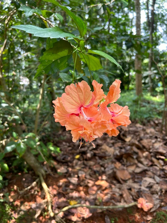 flower hanging in a forest on a sunny day