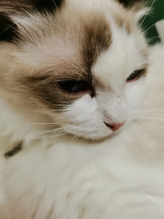 a white and black cat with white whiskers