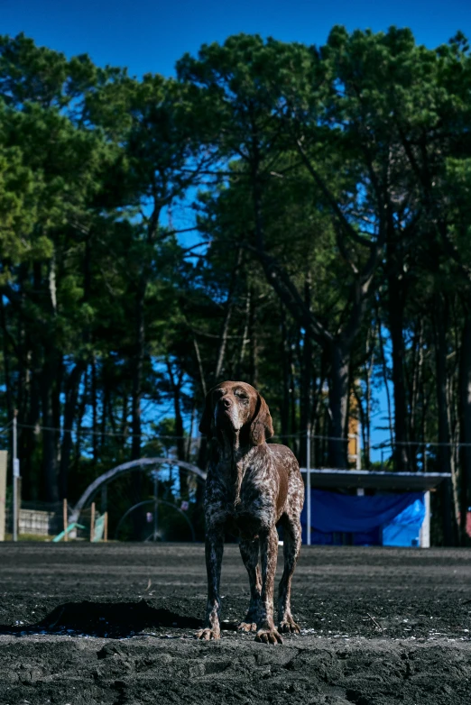 the young dog stands in front of a park