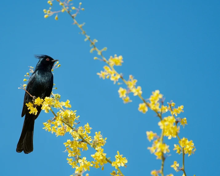 a black bird sitting on top of a yellow flower