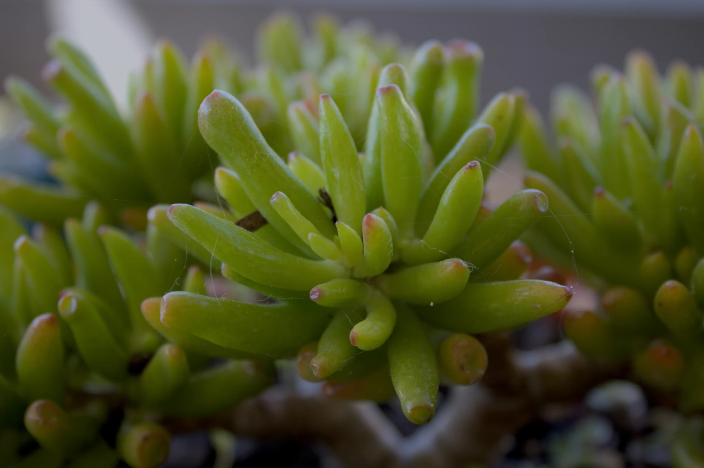 closeup view of some buds on a tree