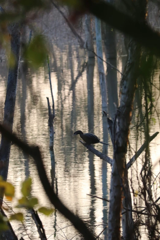 bird sitting on tree nch near the water