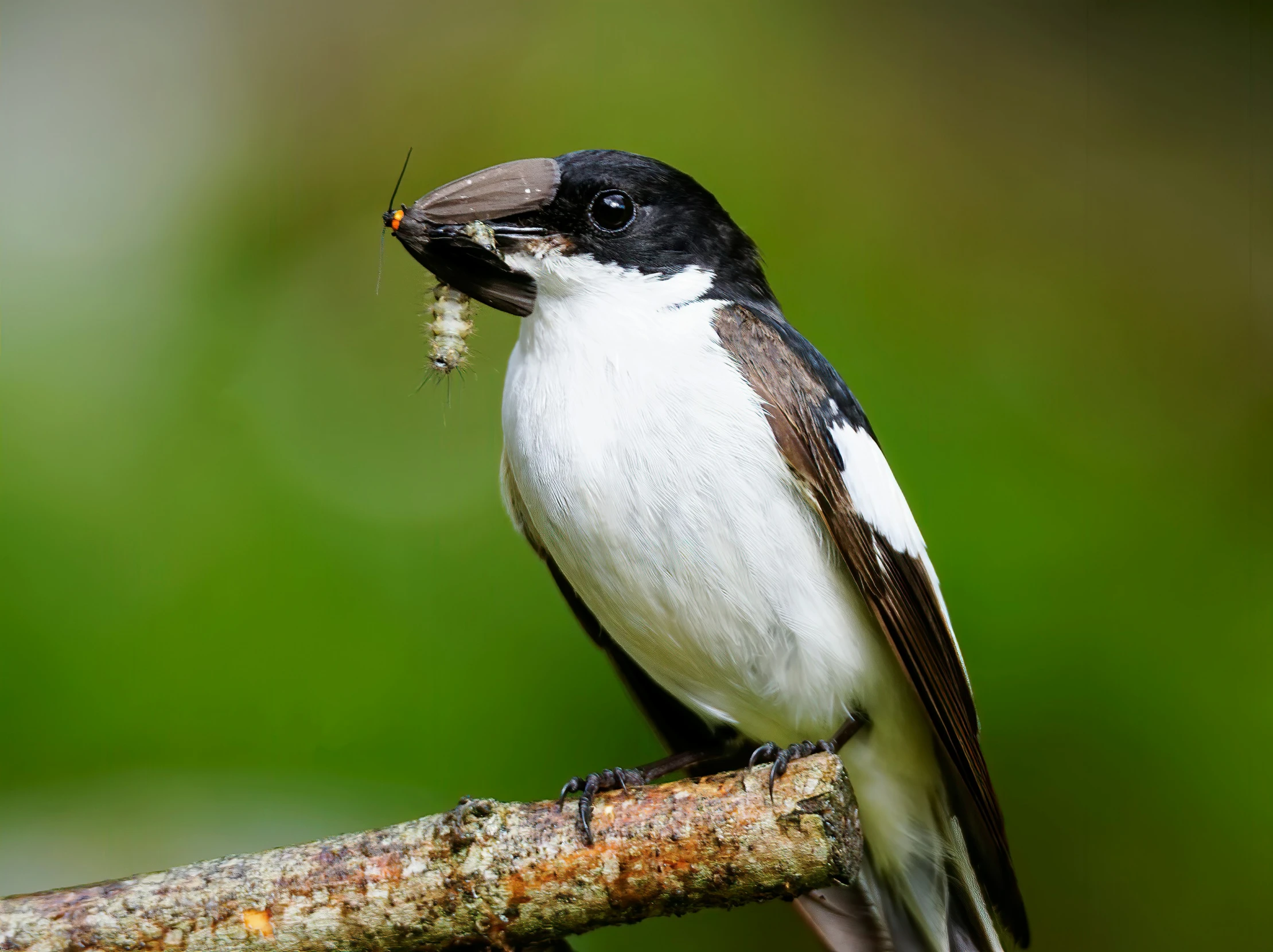 a bird that is perched on a nch