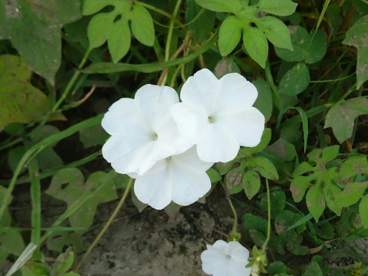 two white flowers on some green leaves