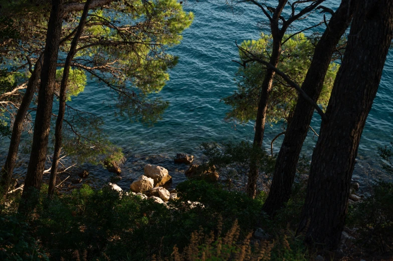 there is only one rock sitting in the woods near water