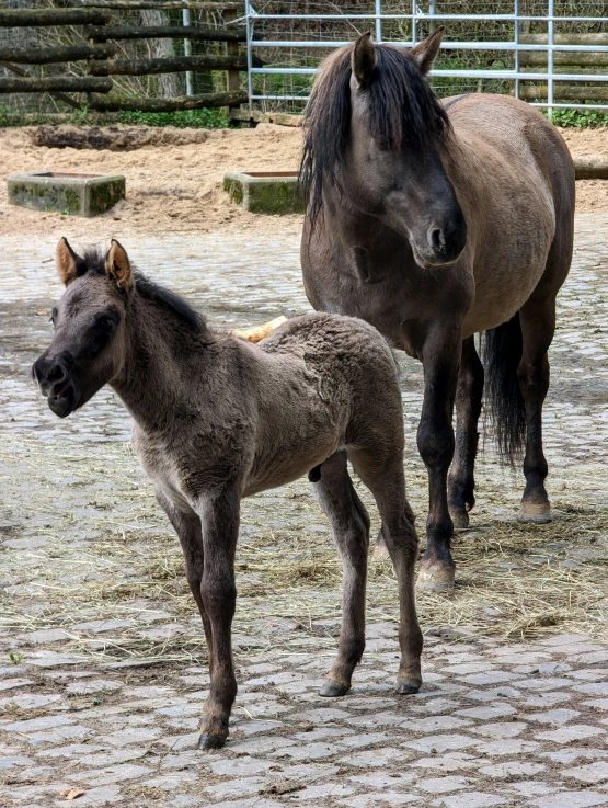 a horse standing next to a small pony