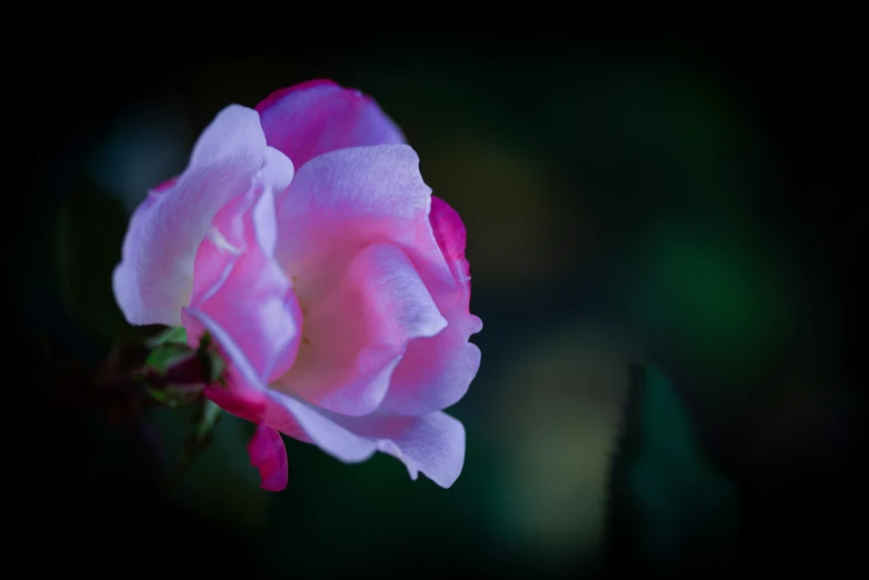 a pink rose on a black background