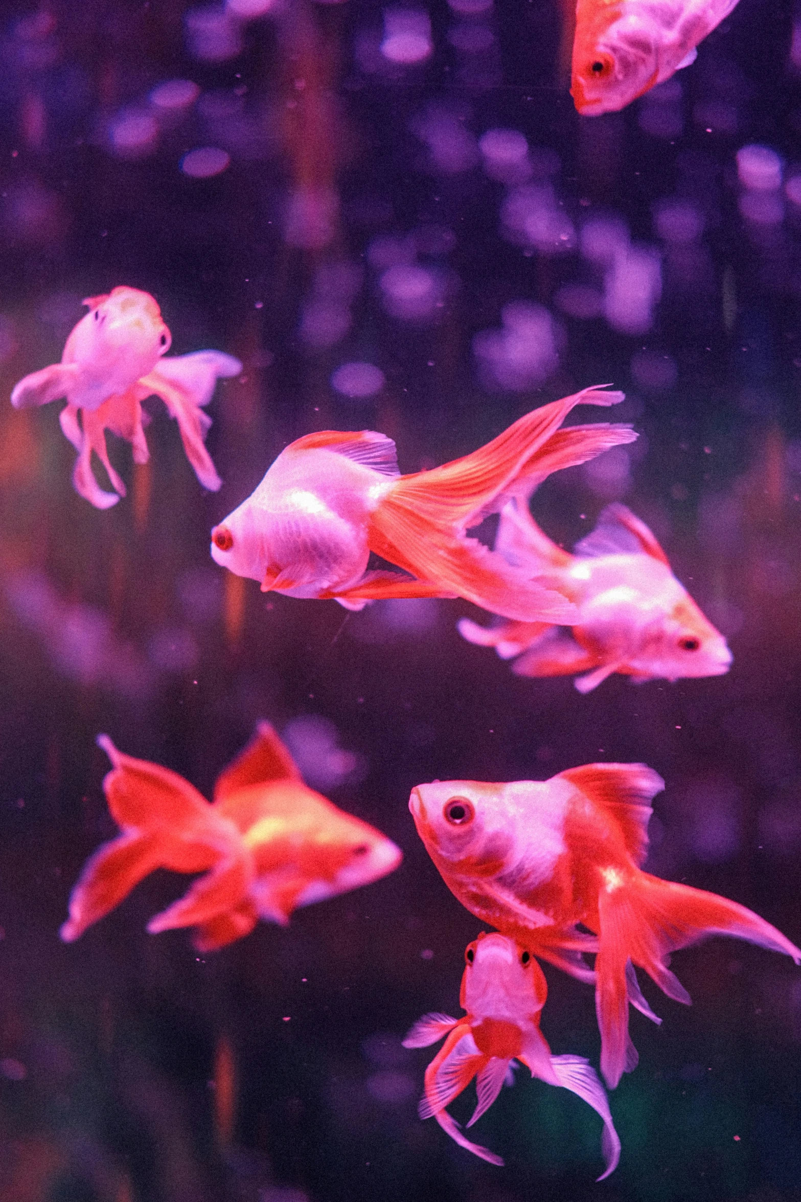 a group of fish in an aquarium