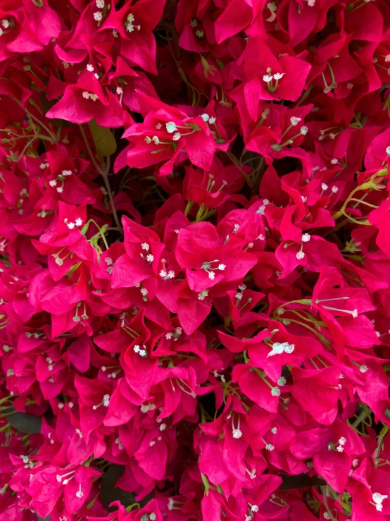 a bunch of pink flowers with white stems