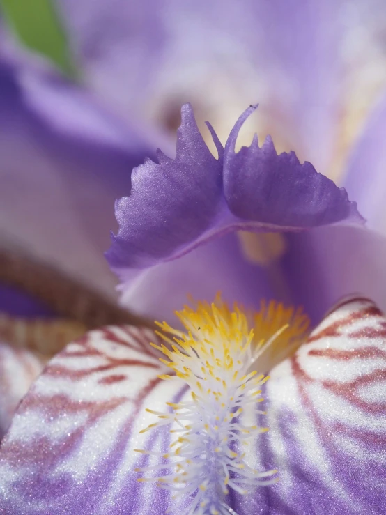 an eye view of the center part of a purple flower