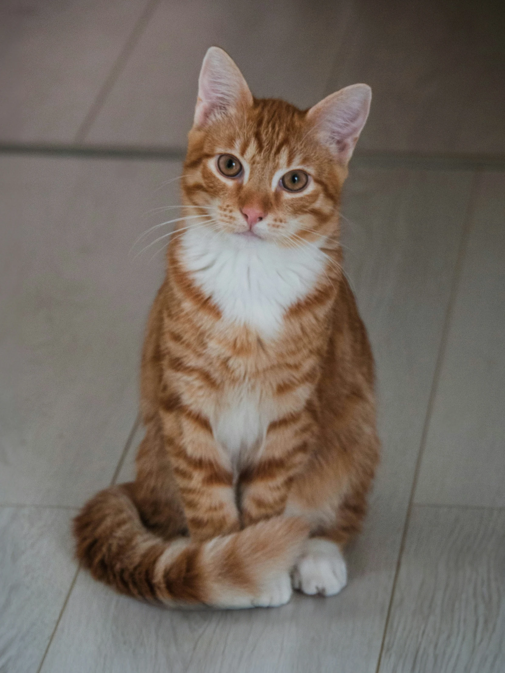 a cat sitting on the floor while looking into the camera