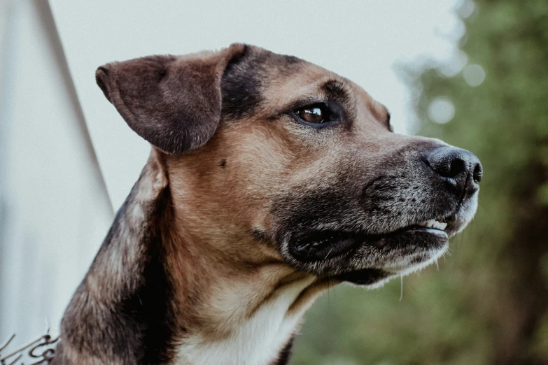 an image of a dog looking up at the sky