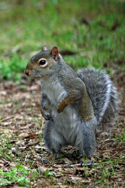 a gray squirrel stands on it's hind legs in the woods