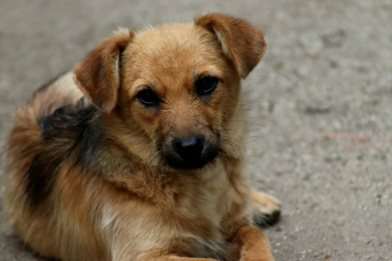 the dog has it's paws up as if to sit down