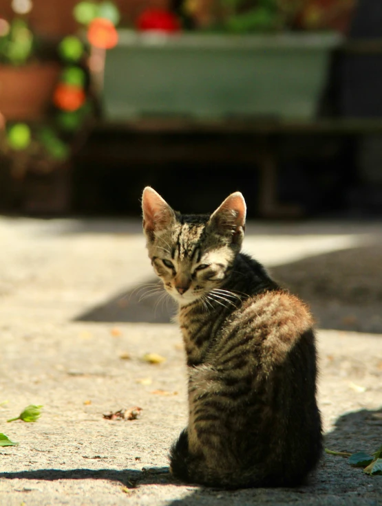 a black white and brown cat sitting on cement