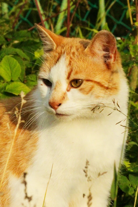 a very cute cat sitting in a bush looking off into the distance