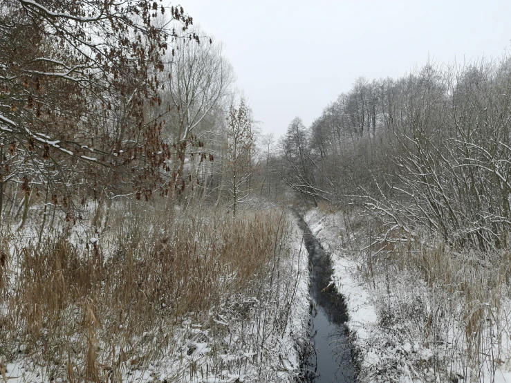 a creek runs down a snowy path between trees