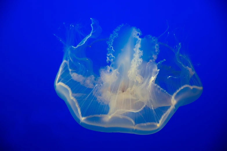 a close up s of a jellyfish underwater