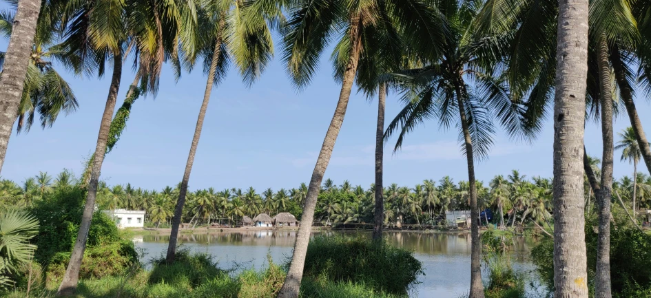 palm trees on the side of a small lake with huts in it