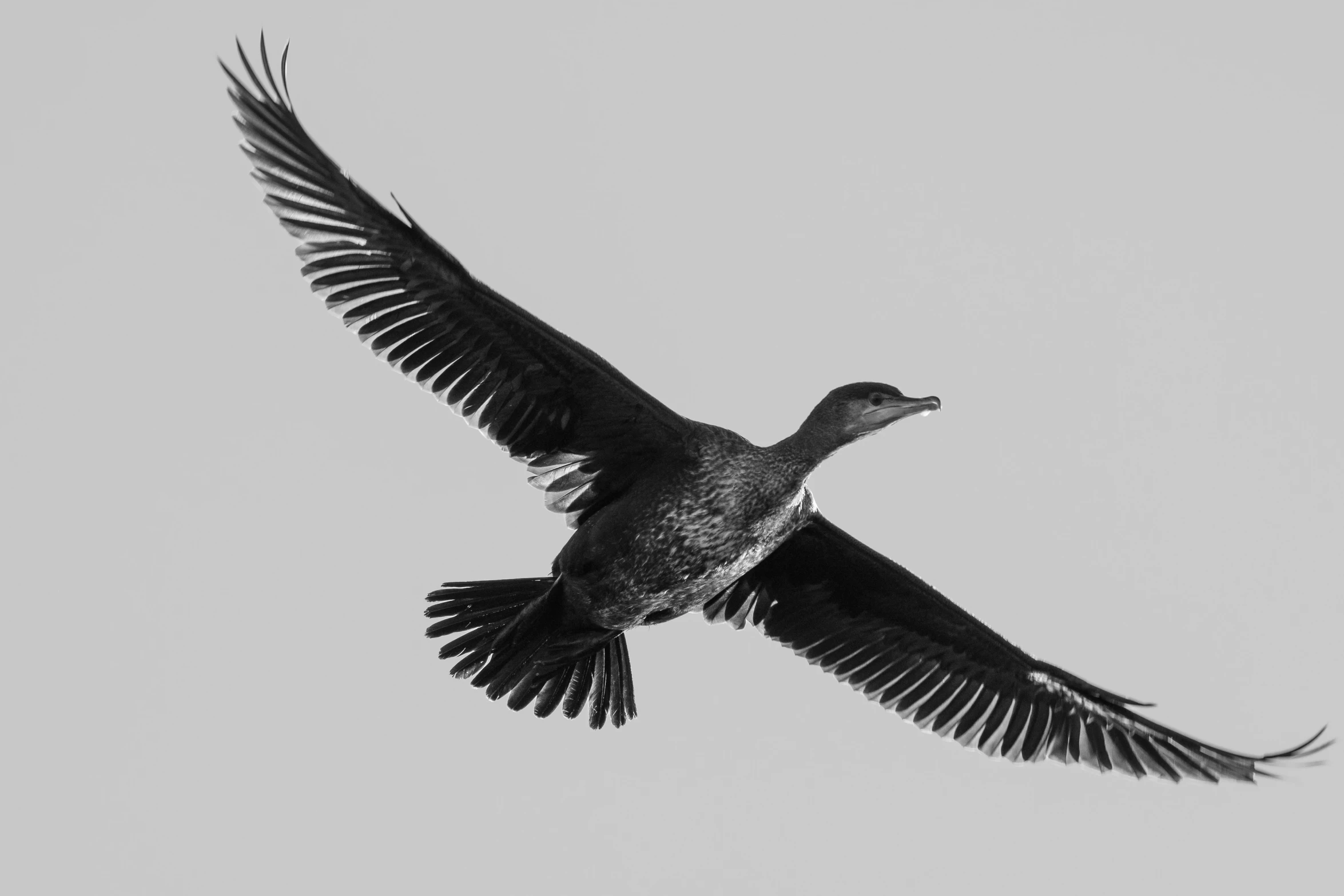 a black bird flying in the sky with wings spread