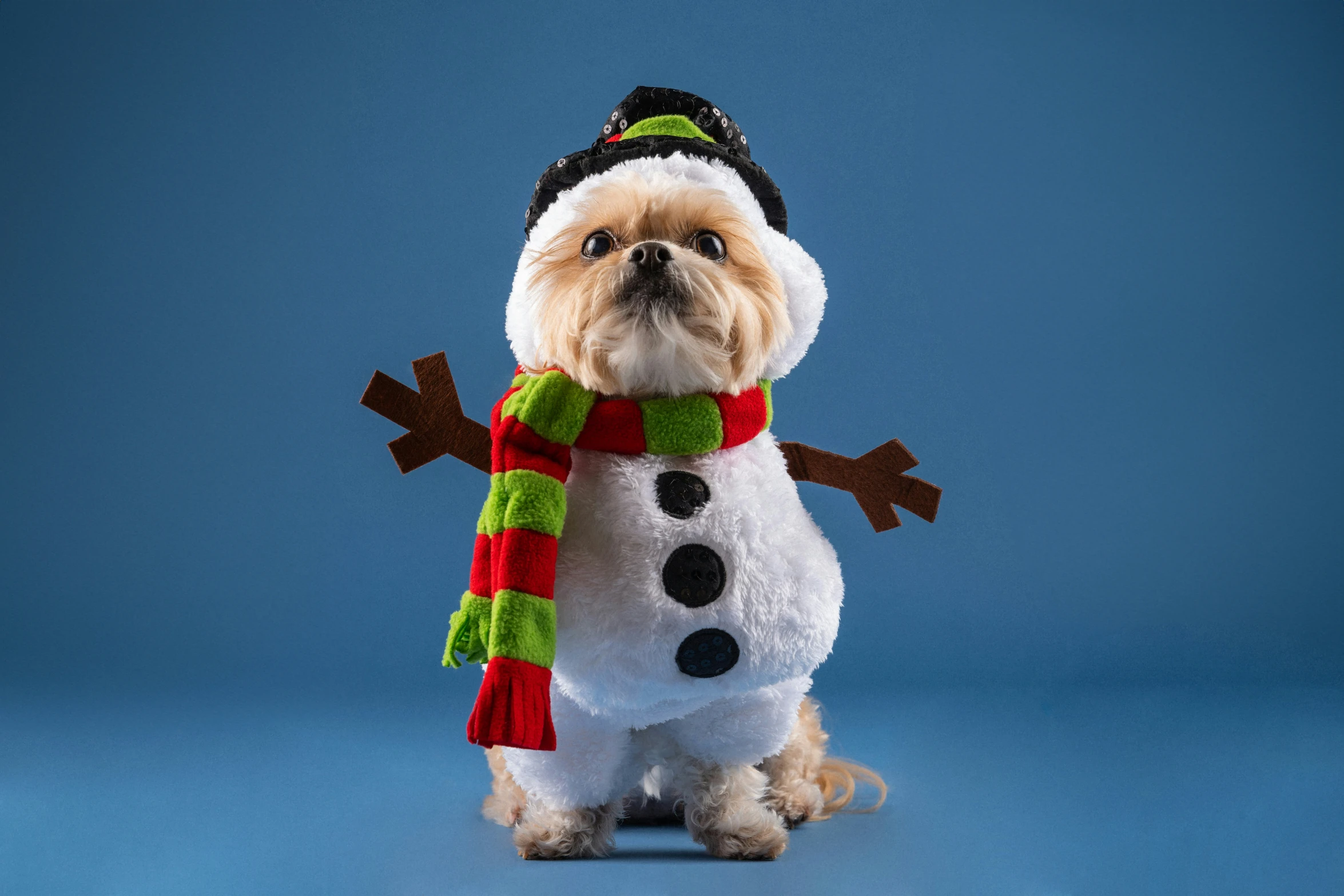 a small dog dressed in costume like a snowman