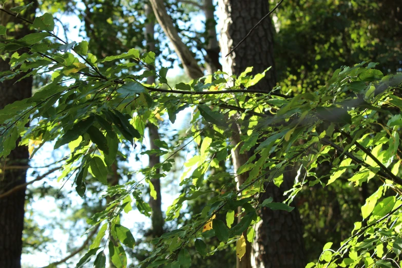 tree nches with leaves on a sunny day