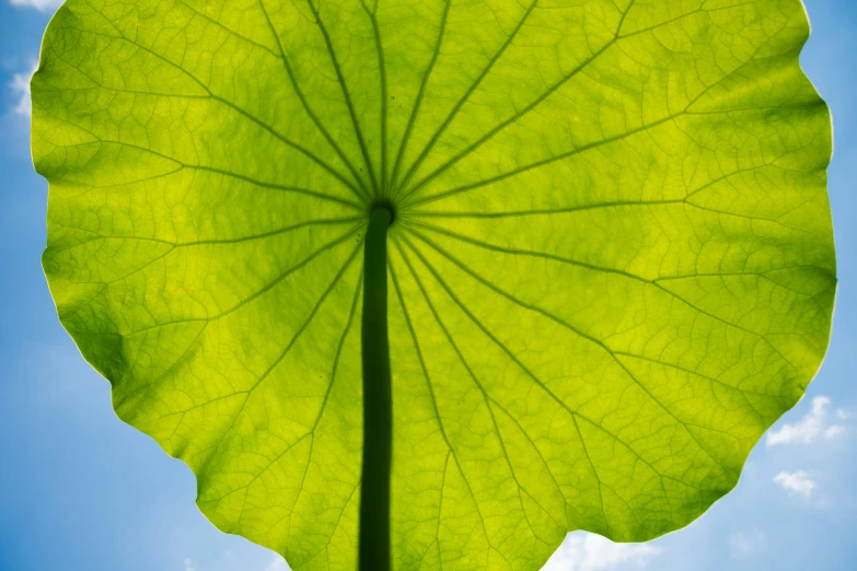 a giant leaf on the tip of its stalk