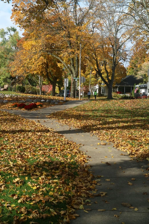 a path that is lined with fallen leaves