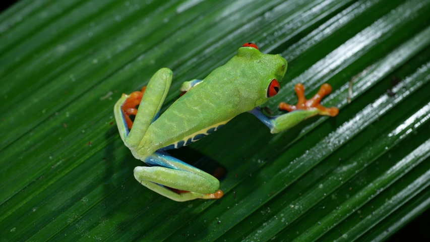 the tree frog is on the green leaf