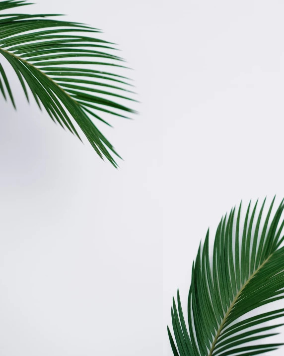 two palm leaves with sky in the background