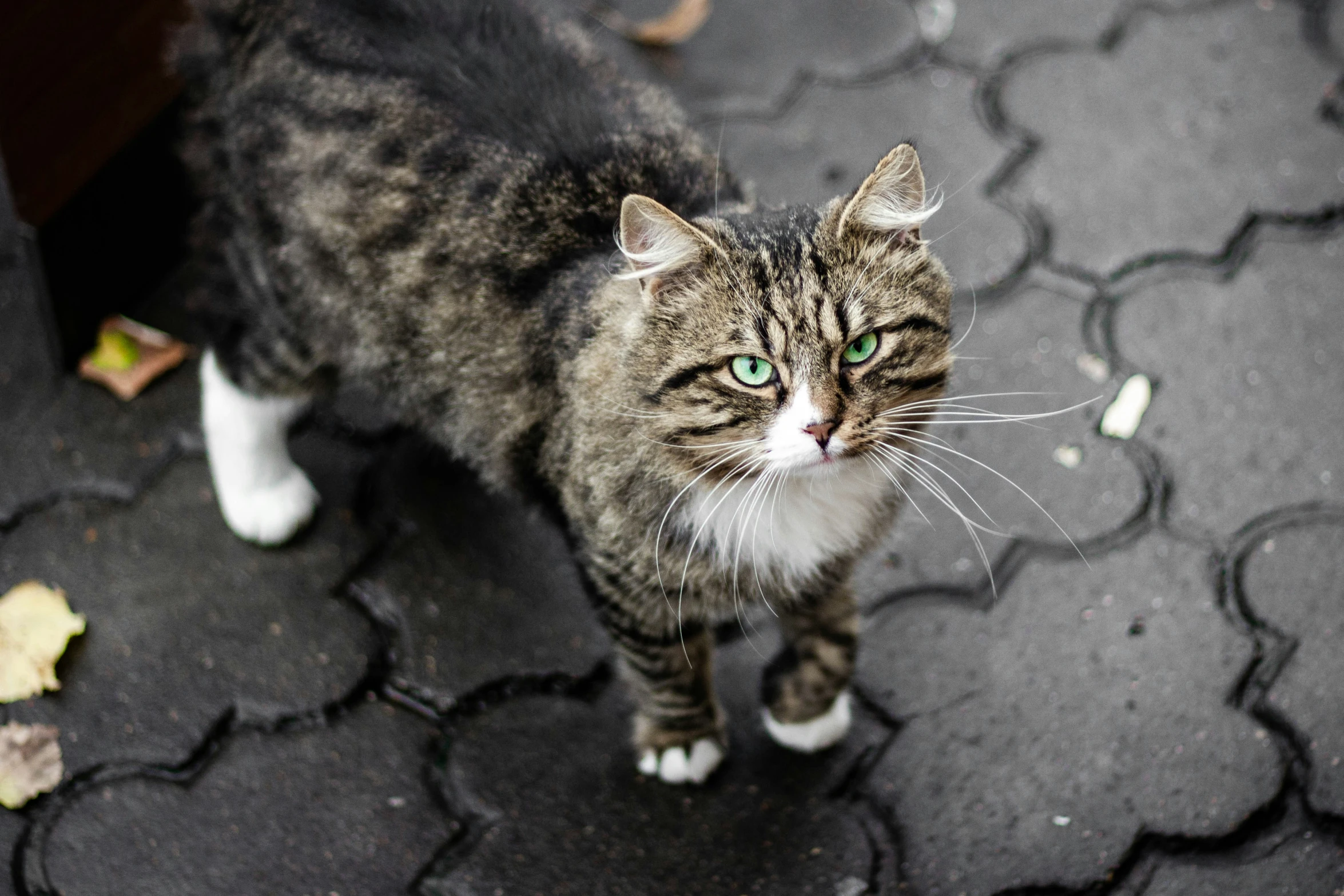 a grey and white cat standing on top of a black ground