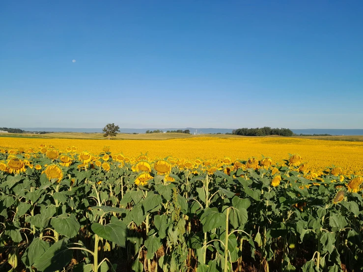 a large field full of yellow flowers