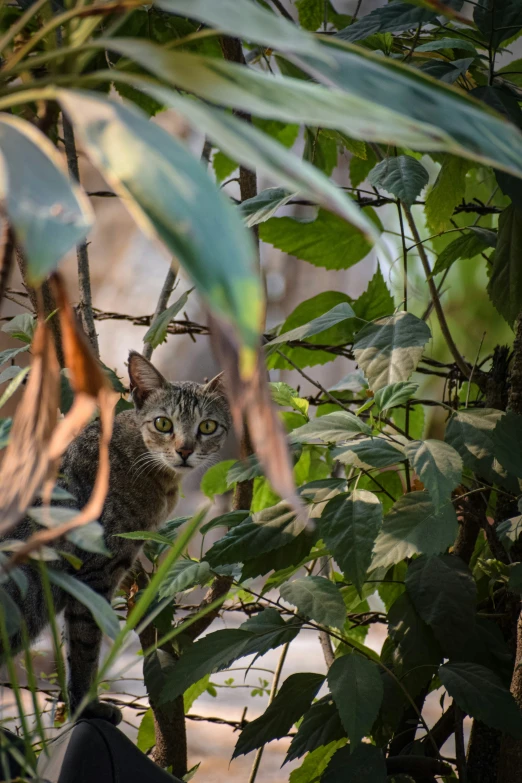 a cat looking intently from in between plants