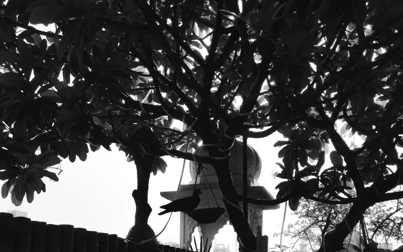 black and white image of a bird sitting in the nches of a tree