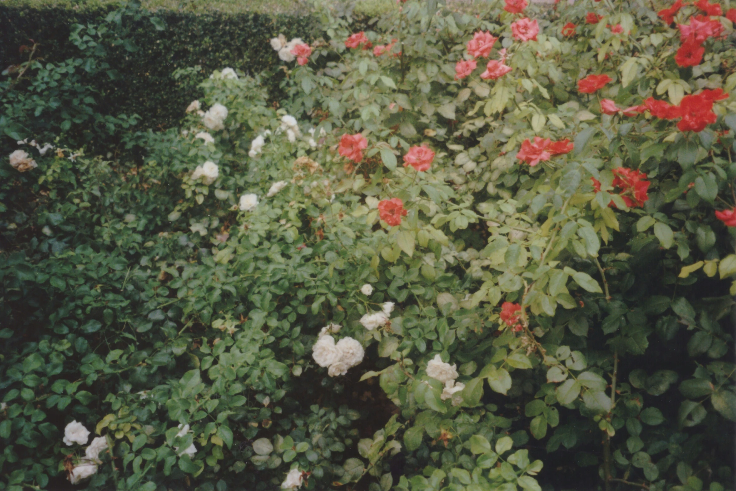 this is roses in bloom outside of a shrub