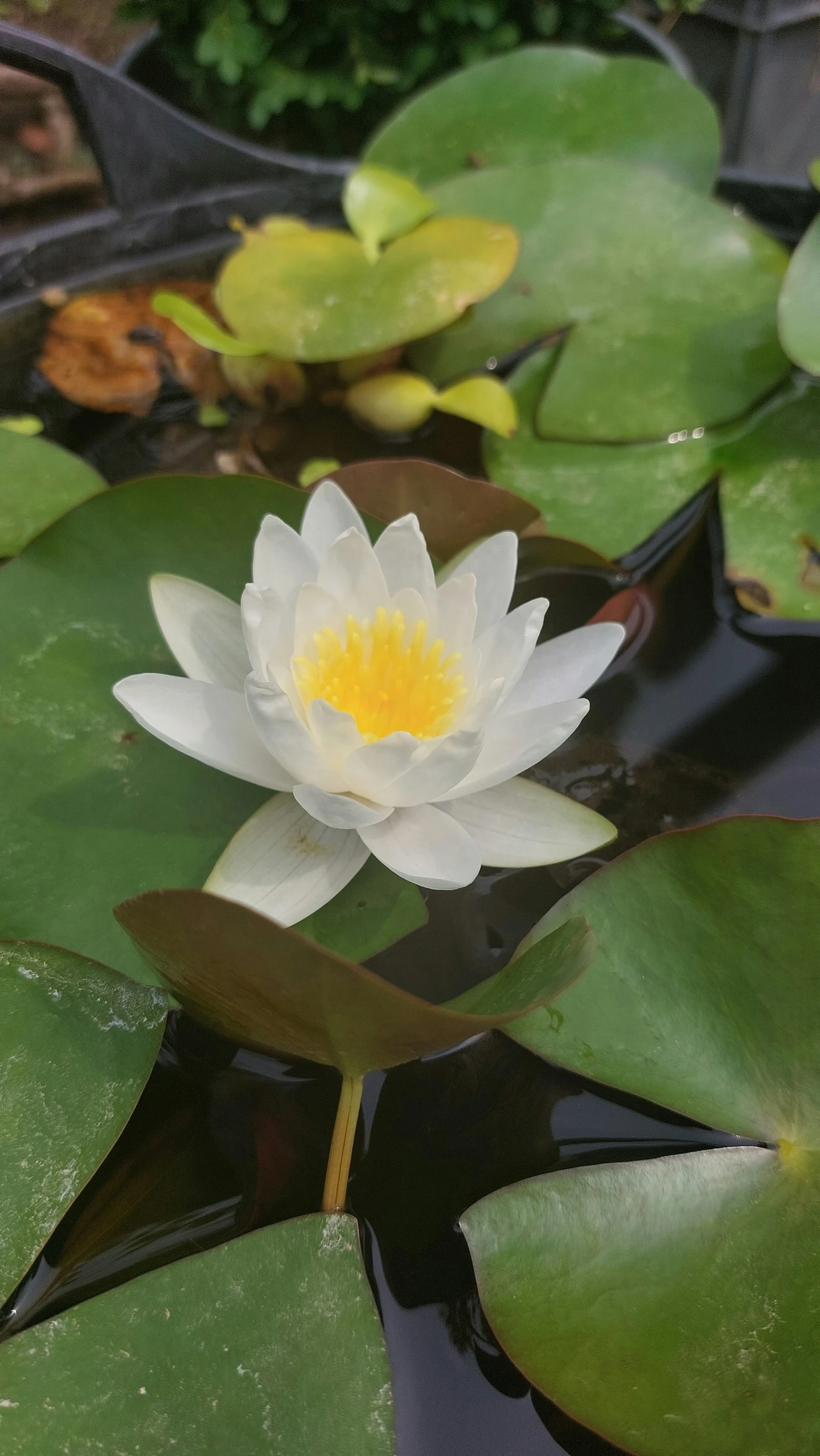 a white waterlily with green leaves floating on it