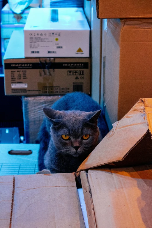 a cat looking at the camera next to boxes