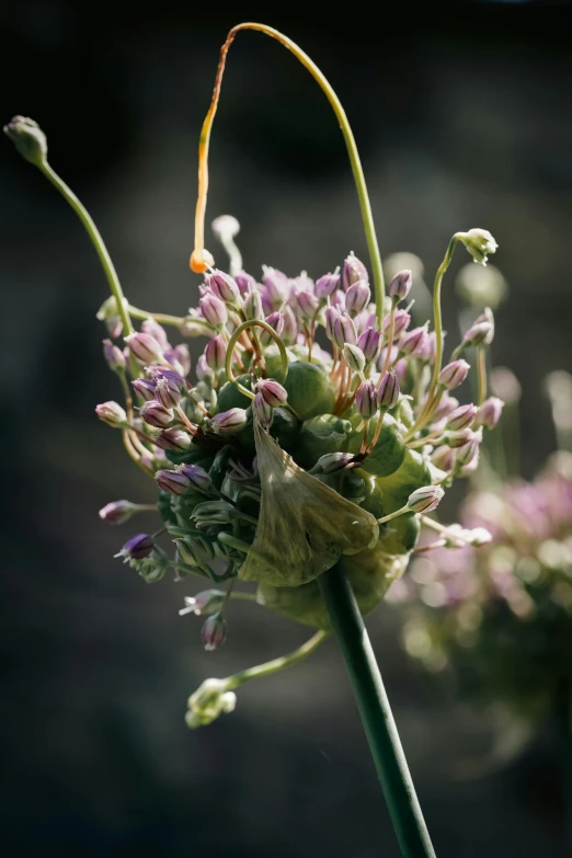 a plant with flowers is pictured in the image