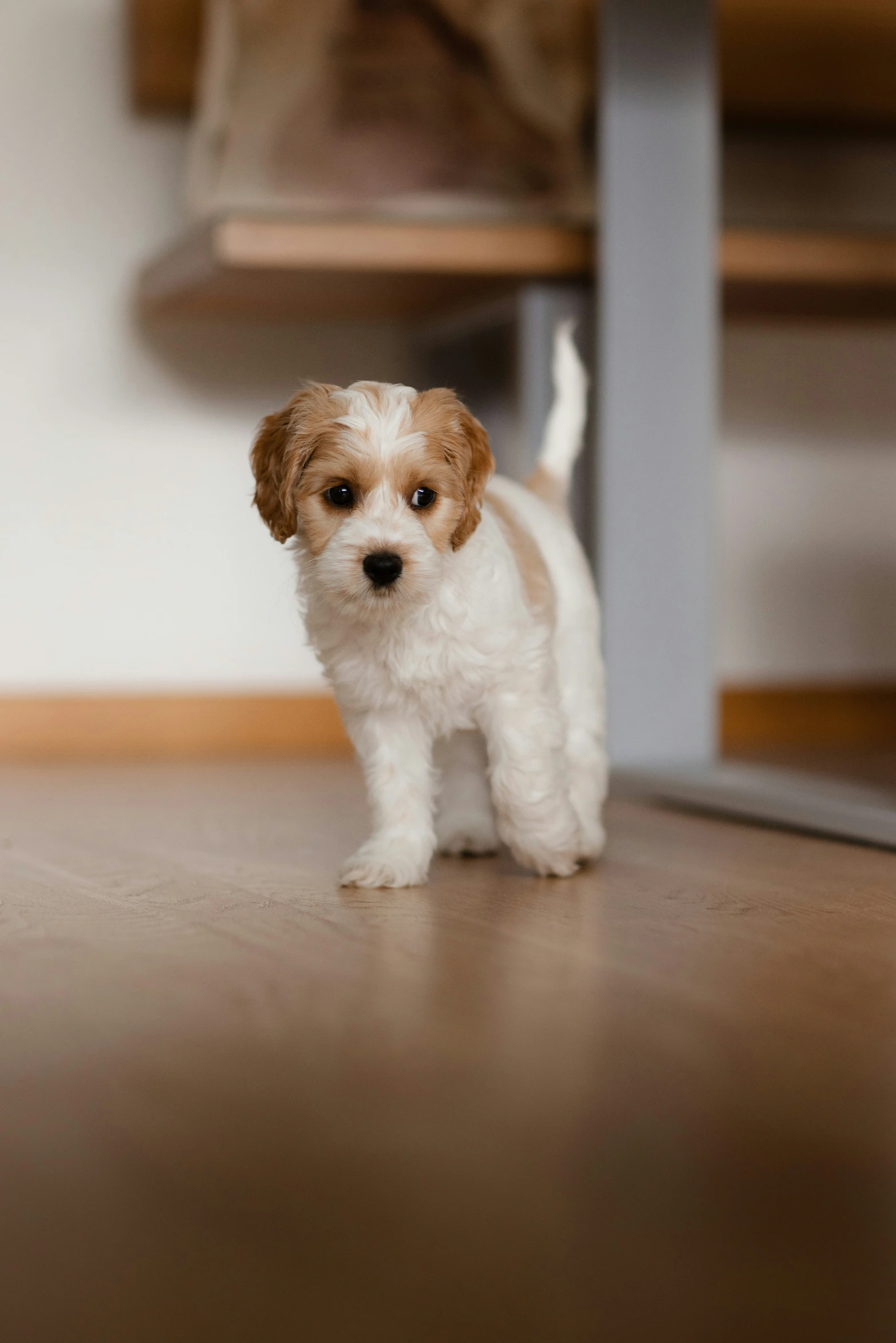 small brown and white puppy standing on wooden floor next to chair