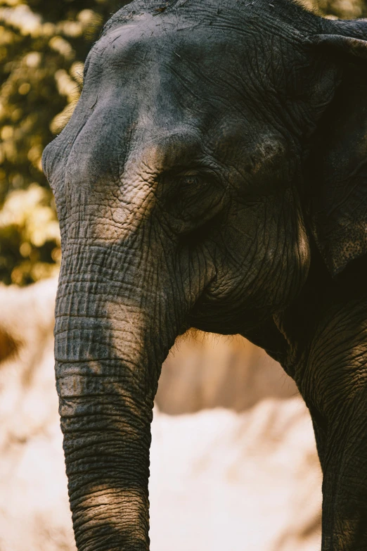 an elephant is standing with his eyes closed