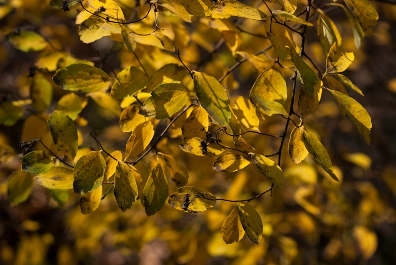 the nch of a tree with leaves showing on the bright yellow