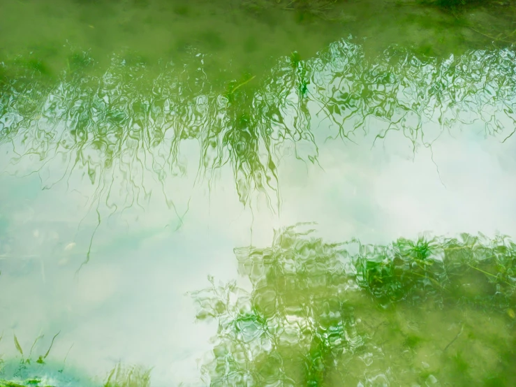 water with green plants and trees reflected in the water